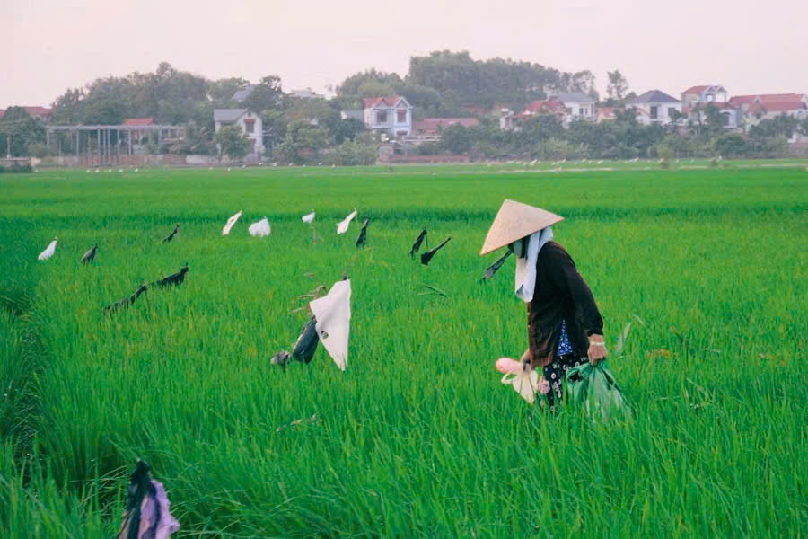 Green rice fields and rural scenery along the route to Hue